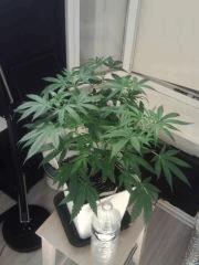 Cheese #4