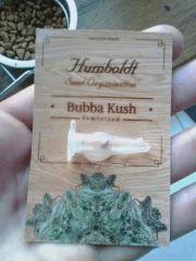 Bubba Kush (HSO)
