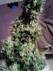OG Kush coupée prématurément à F 52