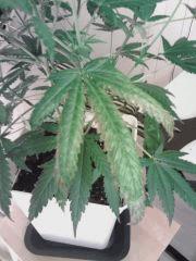 Triple Cheese #4