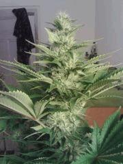 Bubble Gum #1