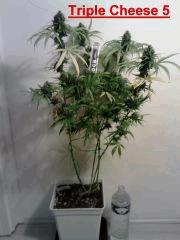 Triple Cheese 5