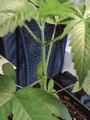 OG Kush C+21 - coloration tronc