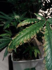 Feuilles Cheese #4