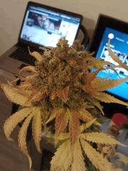 Bud de Bubble #1