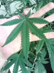 Cheese #5 - Jeune feuille