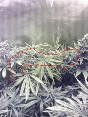 IMG 20160317 202109