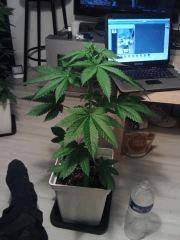 L.A. Confidential