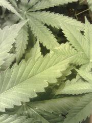 Og Kush feuille déchiquetée