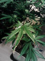 Feuilles Cheese #4