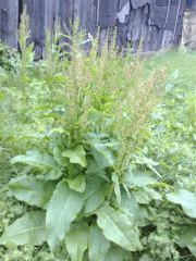 Mauvaises herbes de mon jardin