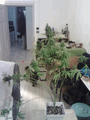 Cheese #2