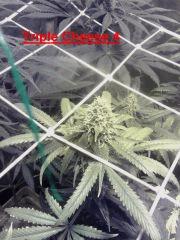 T.Cheese 4