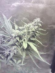 Cheese #1