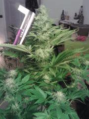 Bubble Gum #1