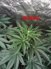 OG Kush