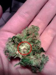 Bud OG Kush   Chair pourrie