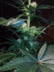 OG Kush - Flo+17