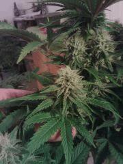 Bubble Gum #2 - Bud