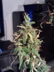 Bud The Stone F 80