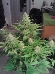 Bubble Gum #2