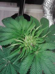 OG Kush