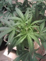 Cheese #4
