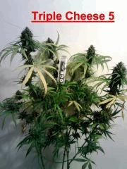 Triple Cheese 5   F 53
