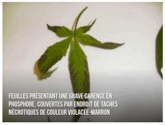 Carence Phosphore