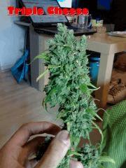 Apex B CH2   F 62