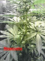 Meganuska