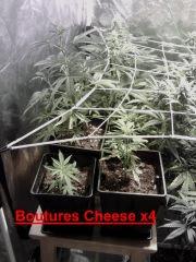 Boutures Cheese x 4