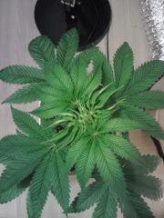 OG Kush