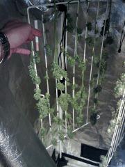 Triple Cheese 5