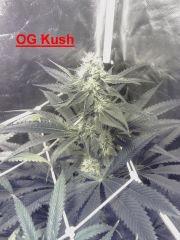 OG Kush - Flo+29