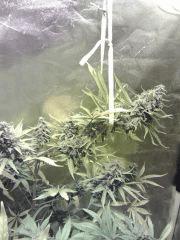 Cheese #1