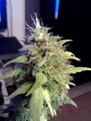 Bud Meganuska 34L F 61