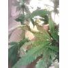IMG 20160311 182352