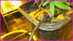 Cypriens 2016 Afghan Kush0007