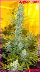 Cypriens 2016 Afghan Kush0005