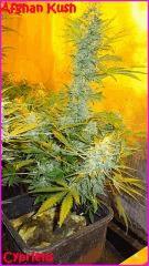 Cypriens 2016 Afghan Kush0003