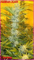 Cypriens 2016 Afghan Kush0006