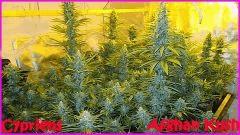 Cypriens 2016 Afghan Kush0009