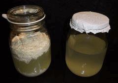 Culture Organique# Sérum Lactobacilles 1