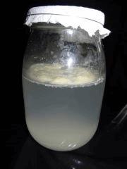 Culture Organique# Sérum de Lactobacilles (LAB) 14