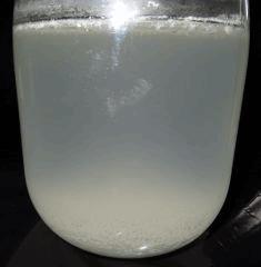 Culture Organique# Sérum de Lactobacilles (LAB) 15