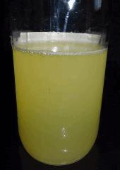 Culture Organique# Sérum De lactobacille BB