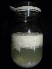 Culture Organique# Sérum de Lactobacilles (LAB) 22