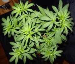Culture Organique# Skunk#1 n°1 B.jpg