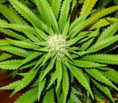 Culture Organique# Skunk#1 n°2 424
